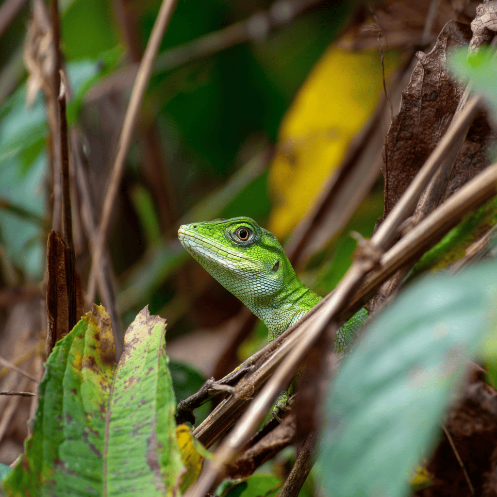 Manu National Park Wildlife